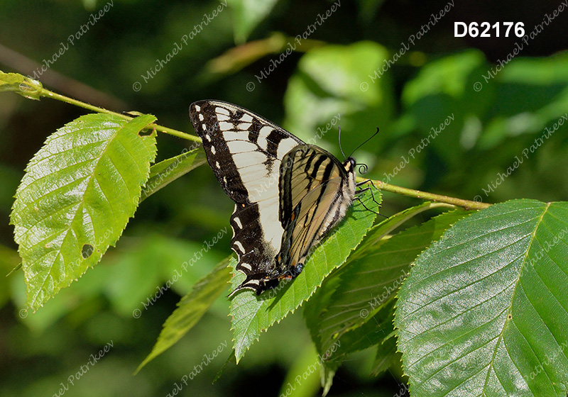 Eastern Tiger Swallowtail (Papilio glaucus)